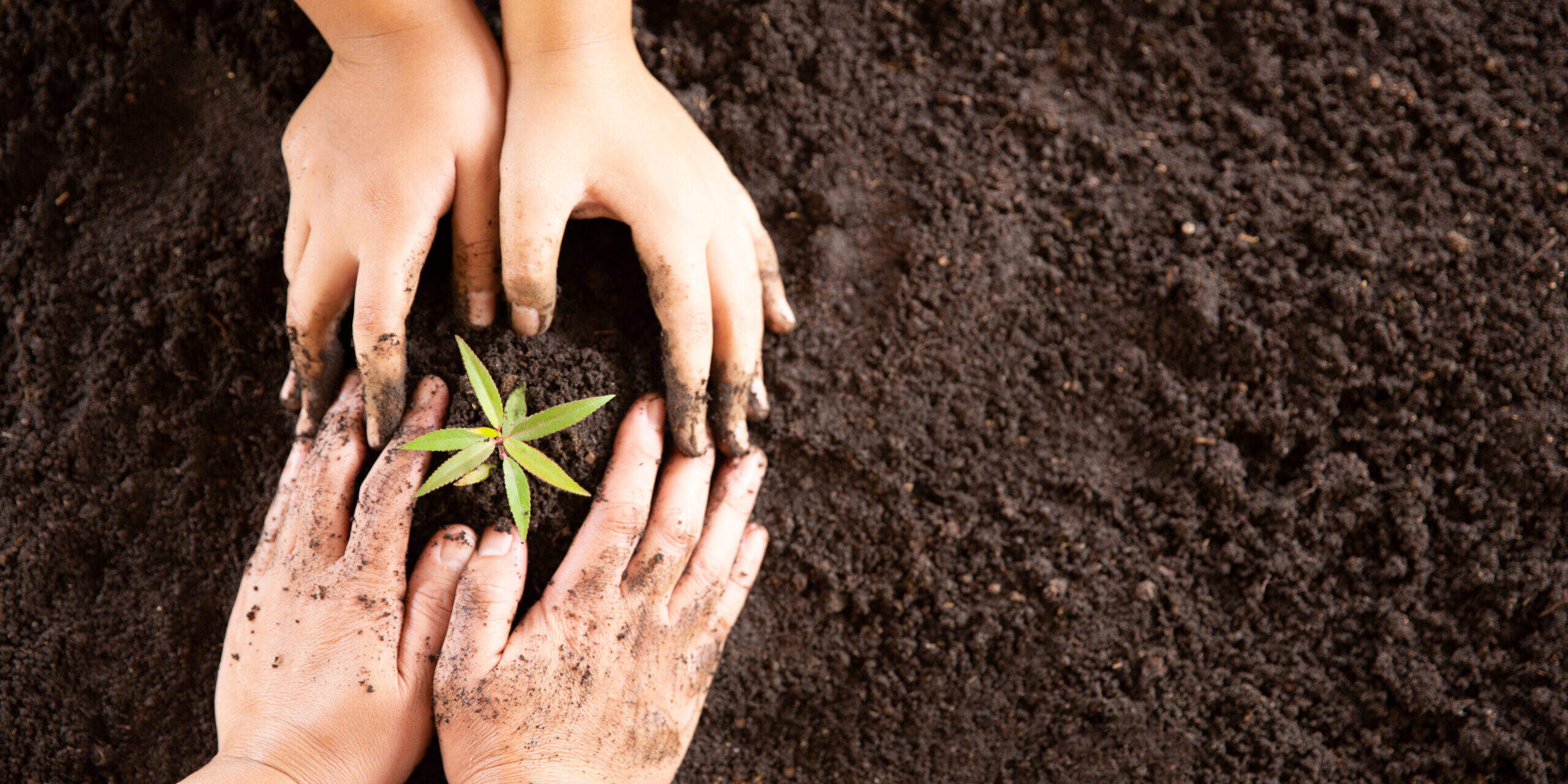 Child hands holding and caring a young green plant, Seedlings ar