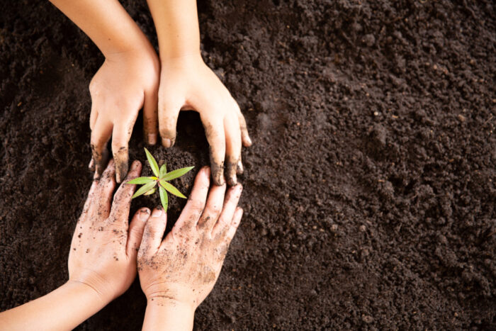Child hands holding and caring a young green plant, Seedlings ar